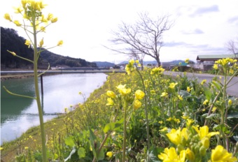 はげ川の菜の花