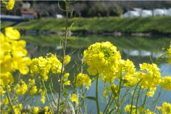 はげ川の菜の花